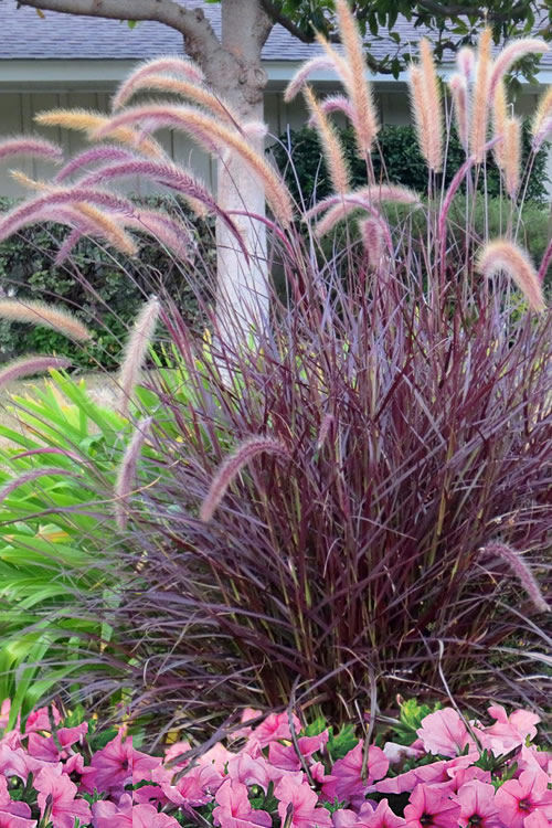 Beautiful Decorative Grasses for Wisconsin Gardens