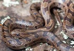 Despite Bad Reputation Some Snakes Are Harmless Even Helpful Sports Swoknews Com