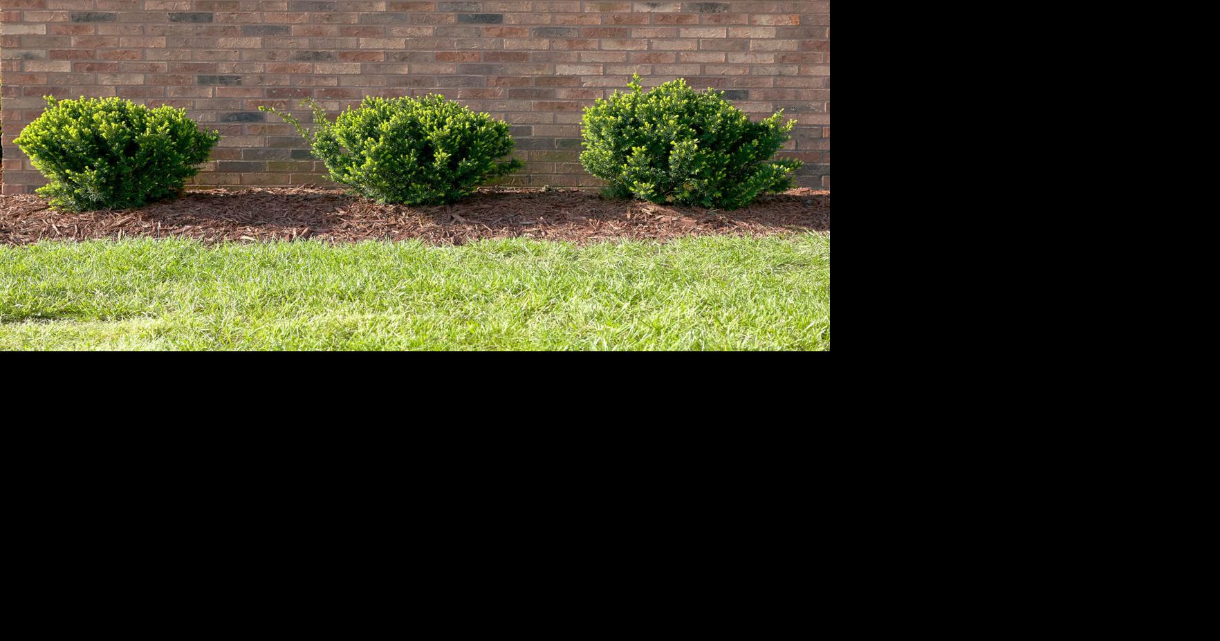 COLUMN: Planting shrubs in the landscape | Community News | swoknews.com