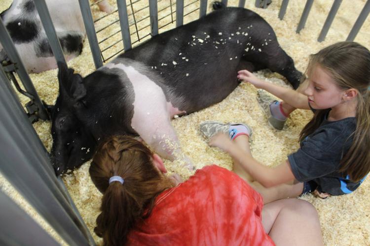 County Fair continues with pig show | News | swoknews.com