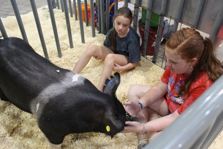 County Fair continues with pig show | News | swoknews.com