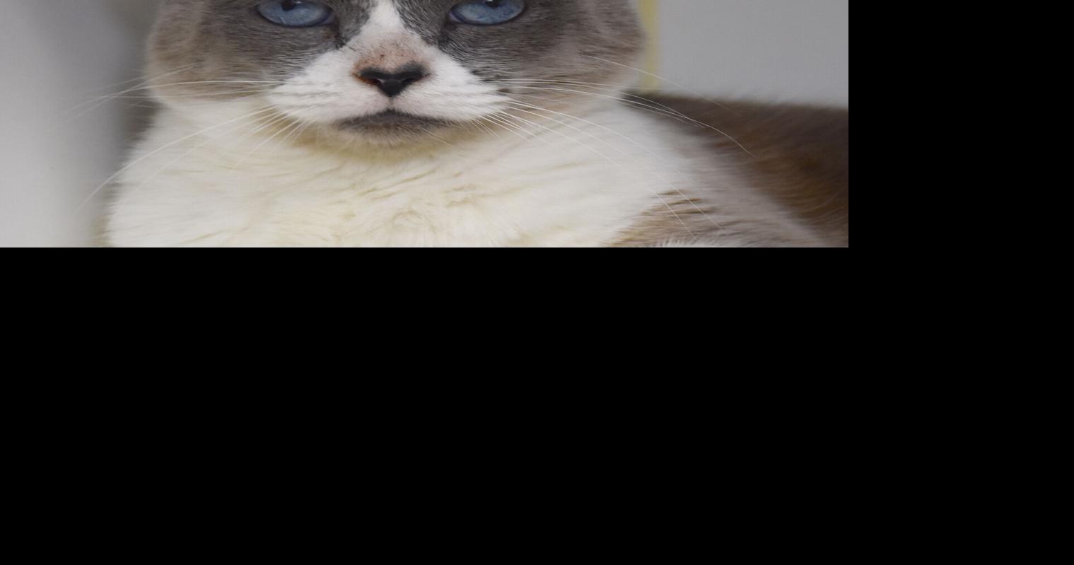 Pet of the Week