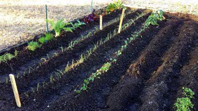 Tips On Starting A Vegetable Garden In The Backyard Garden
