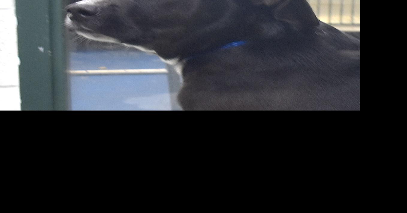 Pet of the Week