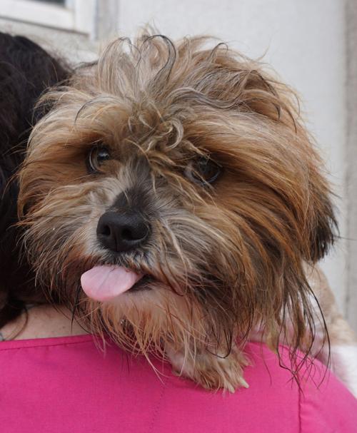 Pet of the week