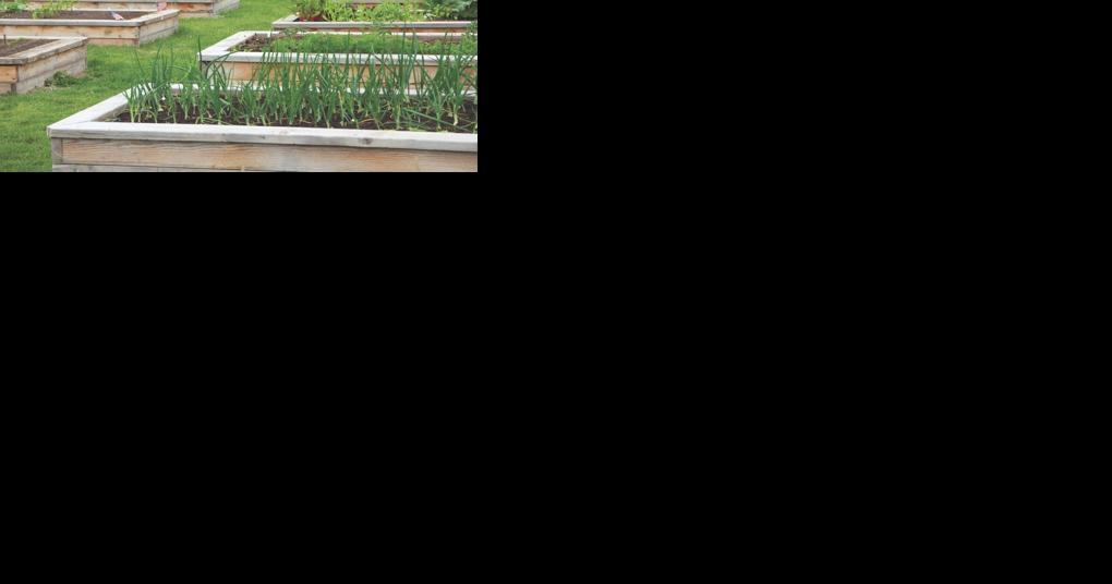 Using a raised bed in your garden - Vimarsana News