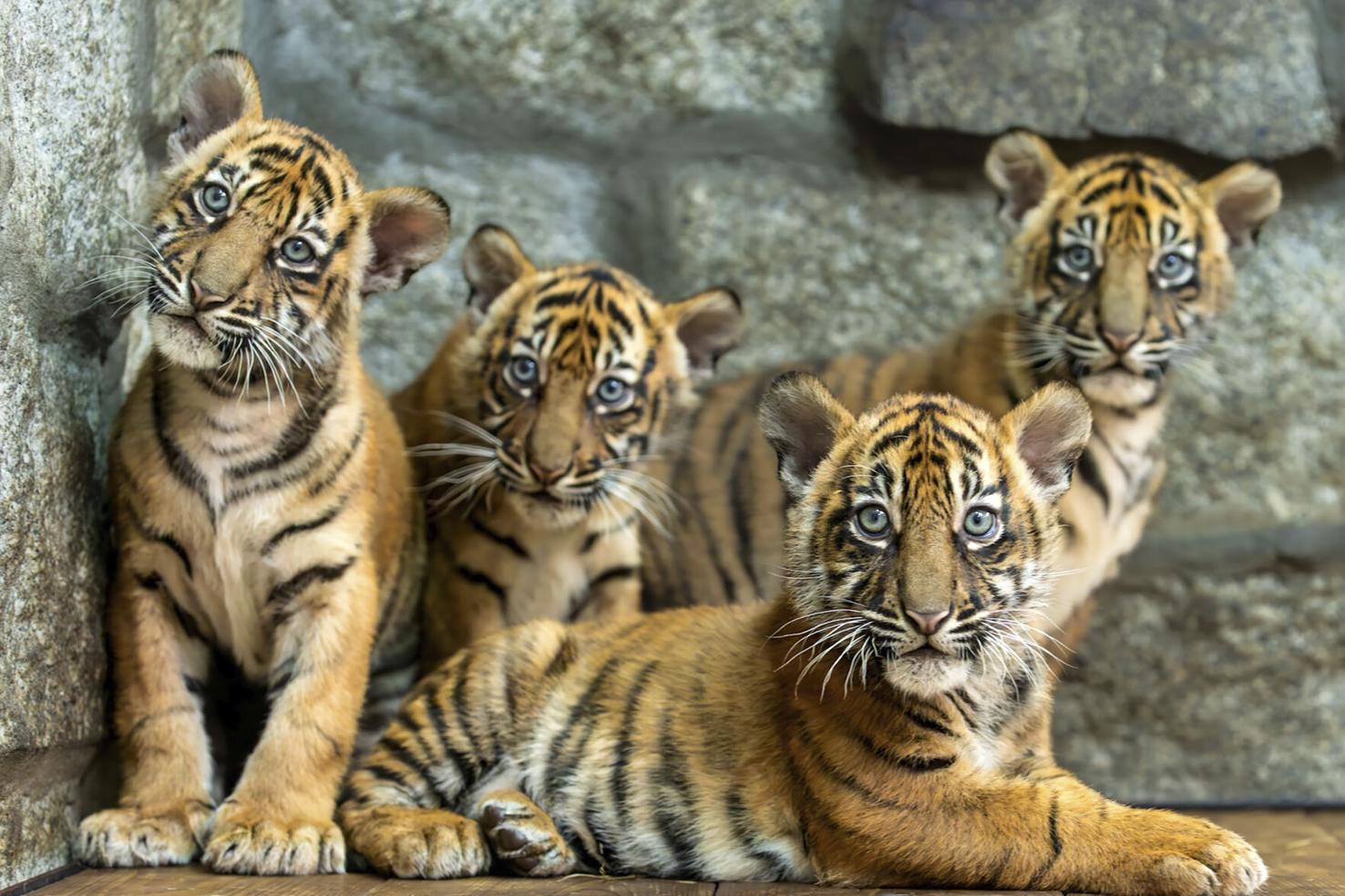Polish zoo celebrates the birth of 4 Sumatran tigers, a critically