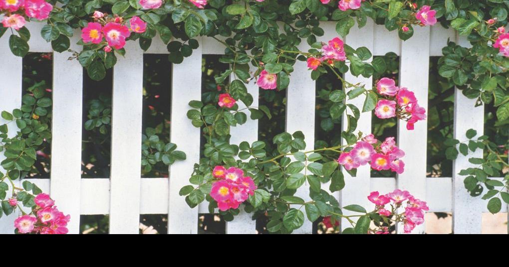 COLUMN: Gardening tips from the expert | Garden | swoknews.com