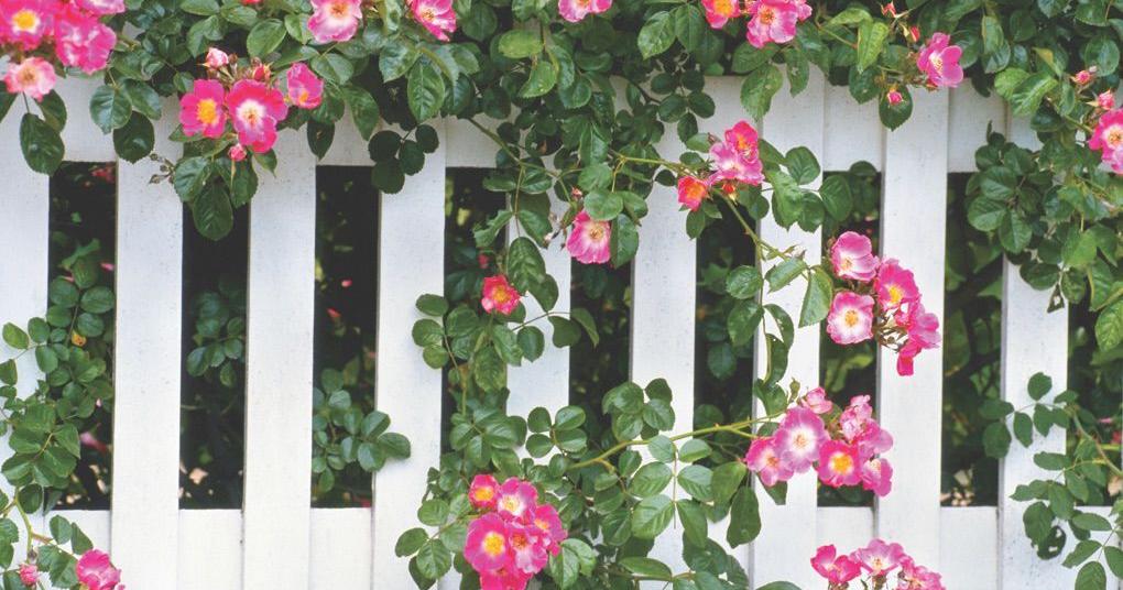 COLUMN: Gardening tips from the expert | Garden | swoknews.com