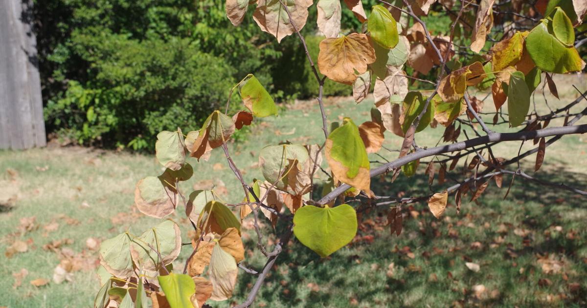 Problem About Trees COLUMN: Some strange problems that affect trees | Garden | swoknews.com
