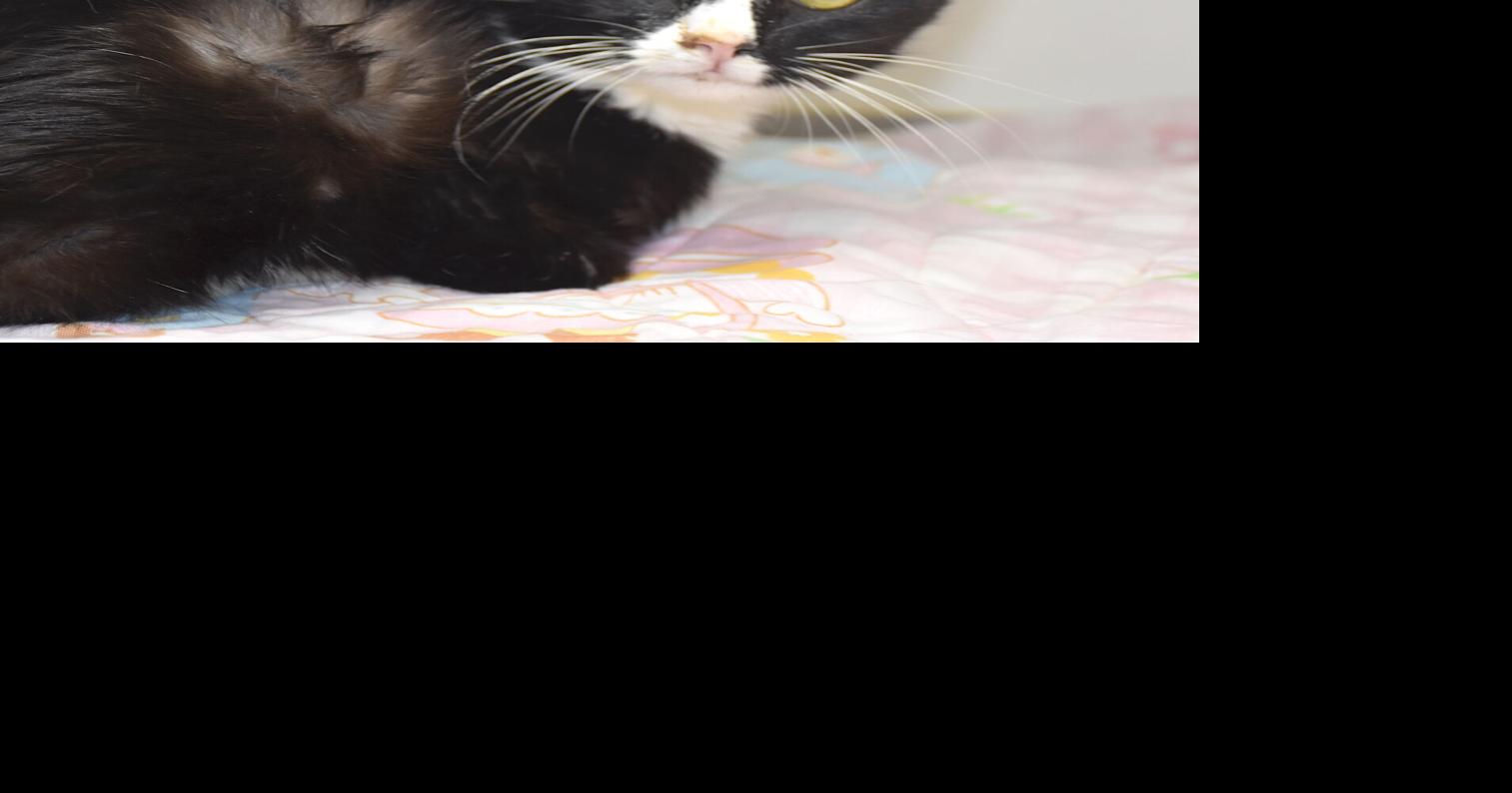 Pet of the Week