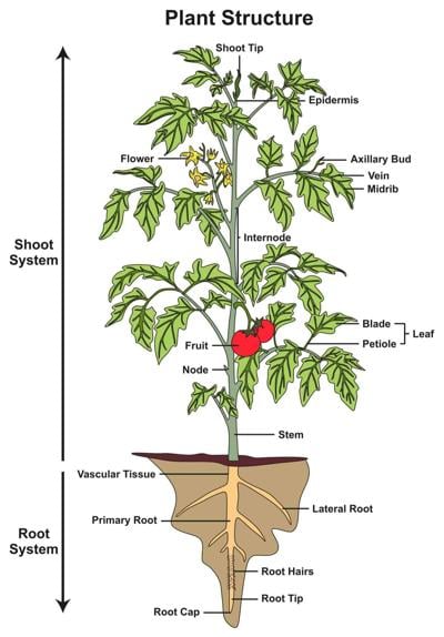 Understanding the parts of a plant | Garden | swoknews.com