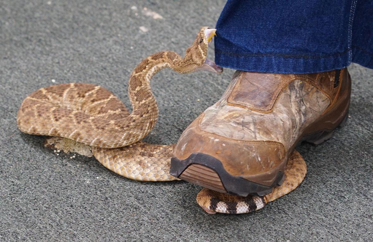 Apache rattlesnake Festival kicks off Thursday | News | swoknews.com Apache rattlesnake Festival kicks off Thursday | News | swoknews.com