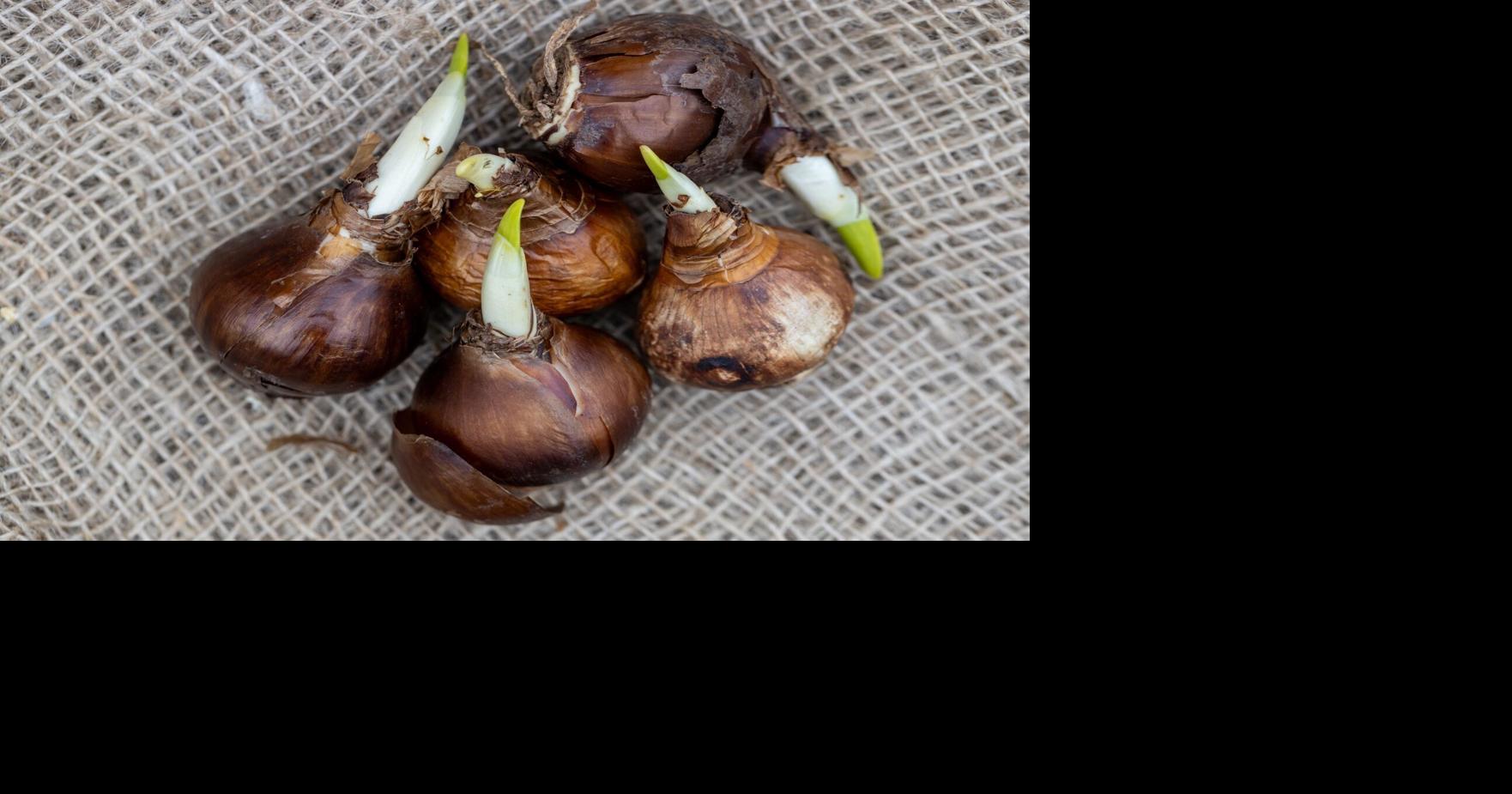COLUMN: Growing bulbs in the landscape | Photo Galleries | swoknews.com