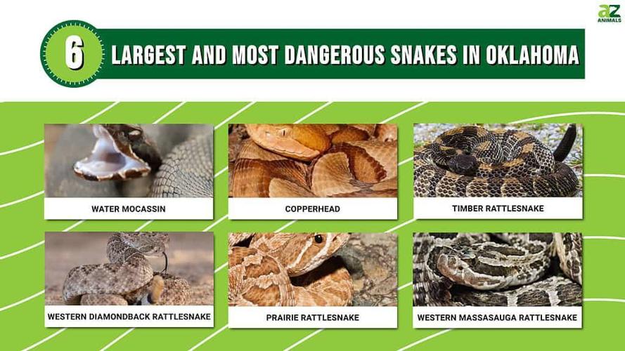 Types of Pythons - AZ Animals