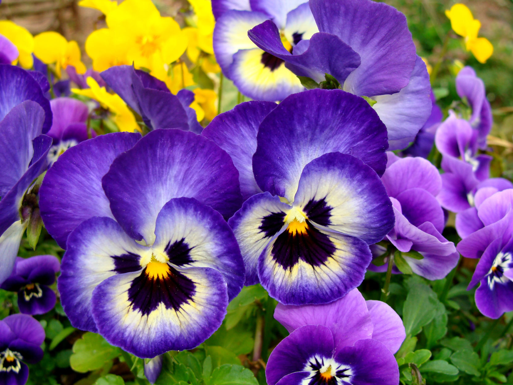 Image of Pansies and violas garden image