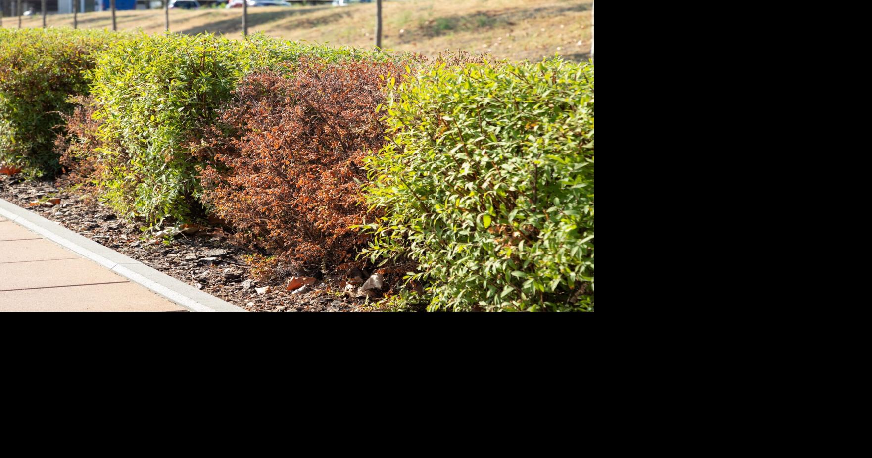 COLUMN: Putting together the right combination for a healthy garden