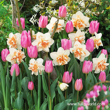 Image of Tulips and daffodils