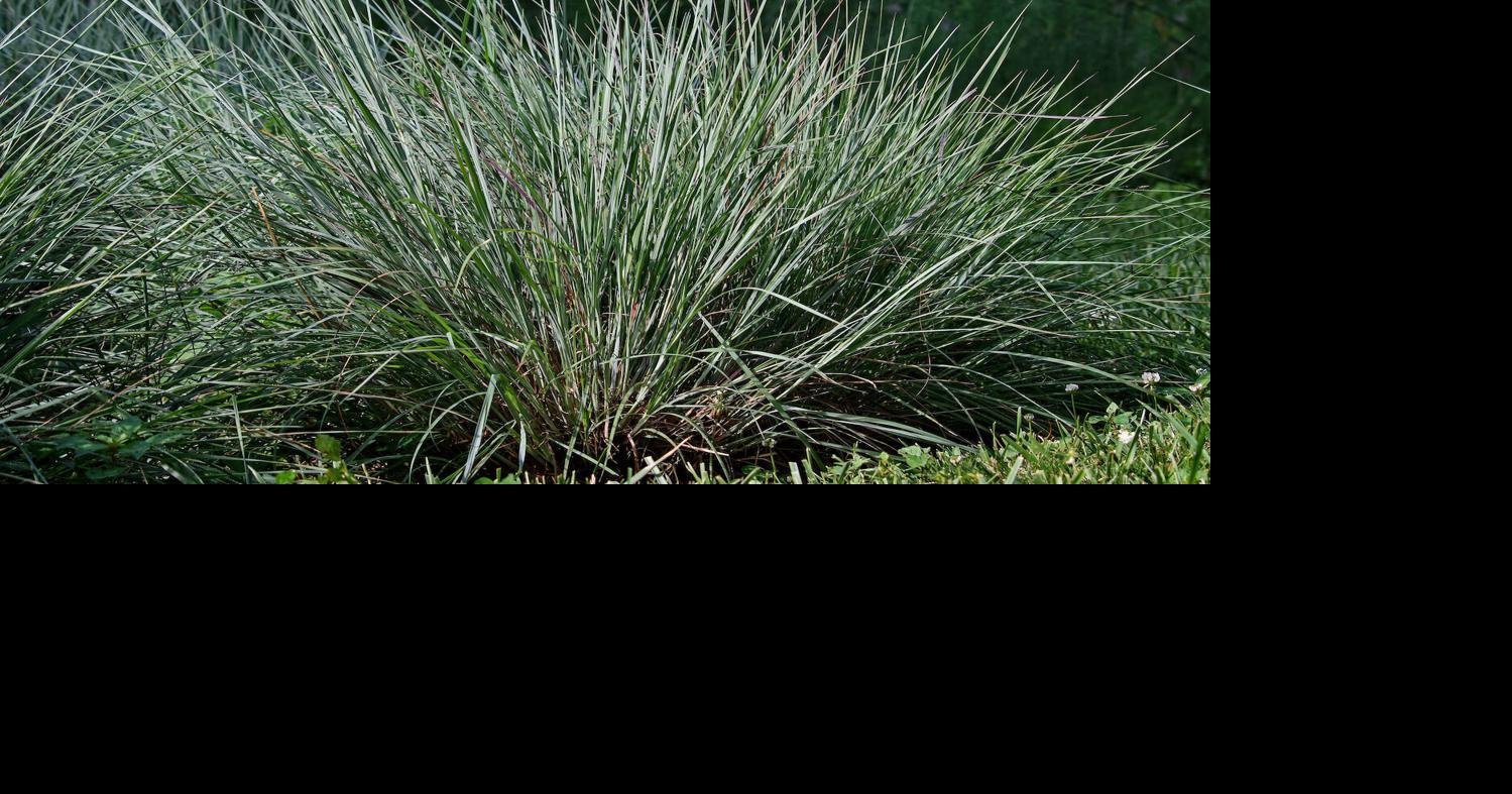 COLUMN: Perennial weeds out of control