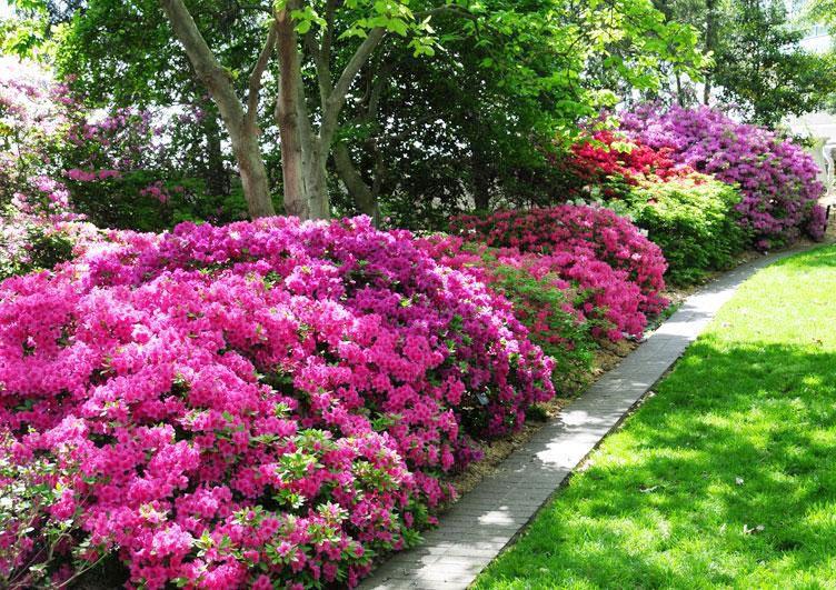 Growing Azaleas In Southwest Oklahoma Garden Swoknews Com
