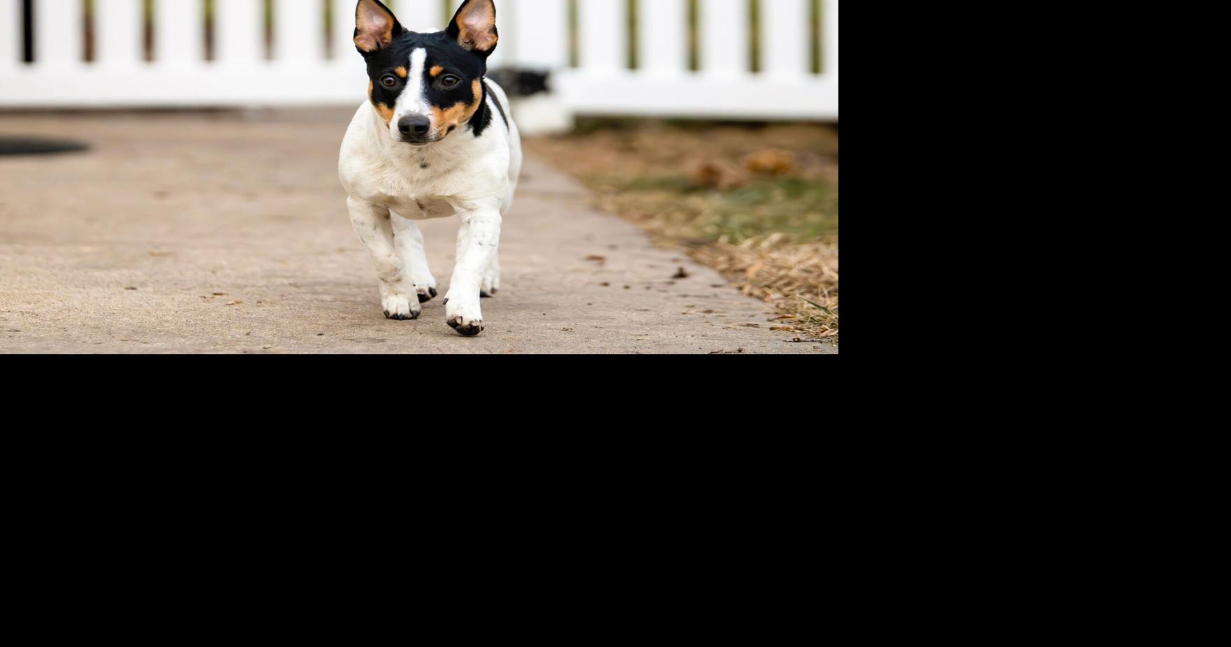 Unleash the hounds! And terriers and lapdogs. The American Kennel Club ...