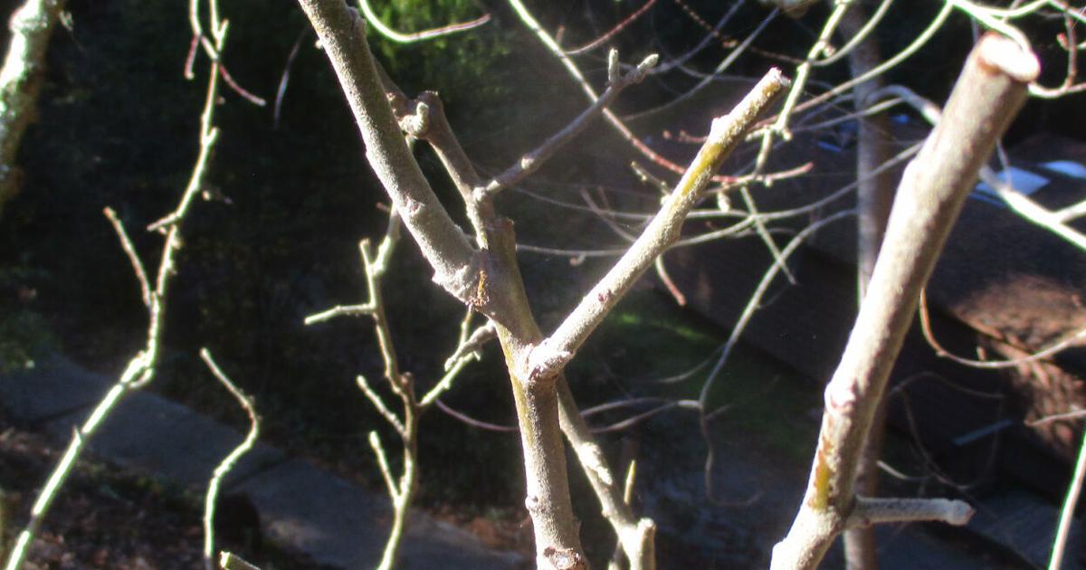 Dormant pruning enhances fruit production | Tony Tomeo | Home & Garden Dormant pruning enhances fruit production | Tony Tomeo | Home & Garden