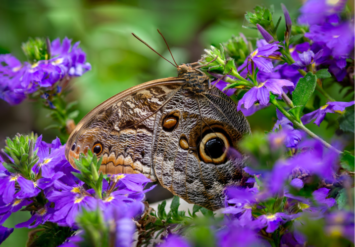 Costa Rican butterflies return to Santa Barbara for summer magic ...