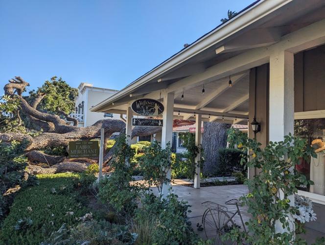 Los Olivos businesses remain closed for cleanup after fallen oak tree