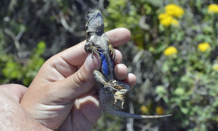 western fence lizard pet
