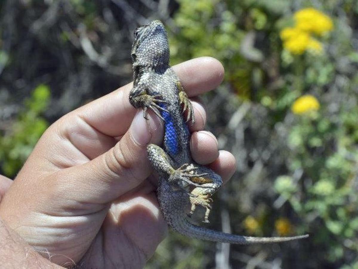 John Lindsey Blue Belly Lizards Our First Line Of Defense Against Lyme Disease Columnists Syvnews Com