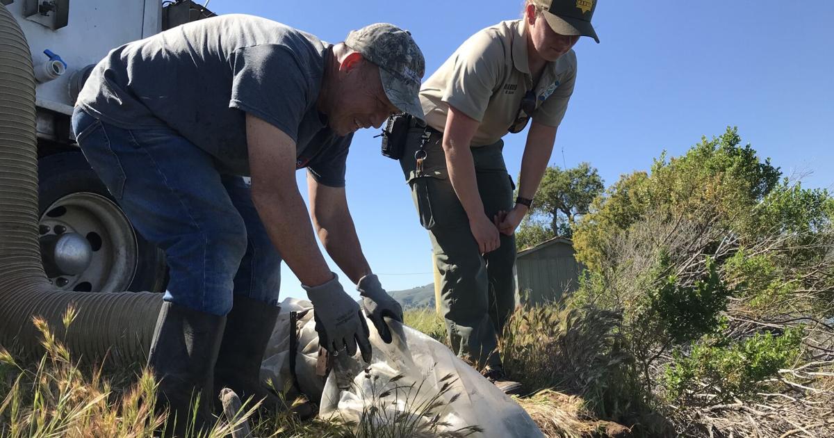Cachuma Lake stocked with rainbow trout ahead of this weekend's fish