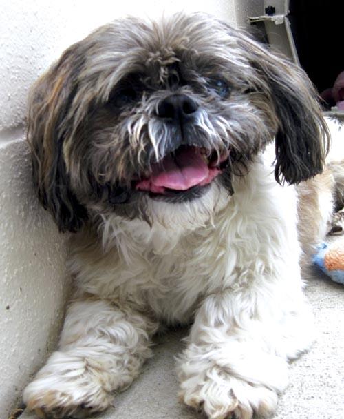 Pet Of The Week Pets Syvnews Com