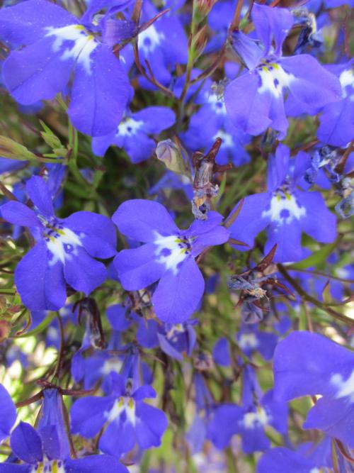 Tony Tomeo Bedding Plants That Defy Seasons Tony Tomeo Syvnews Com
