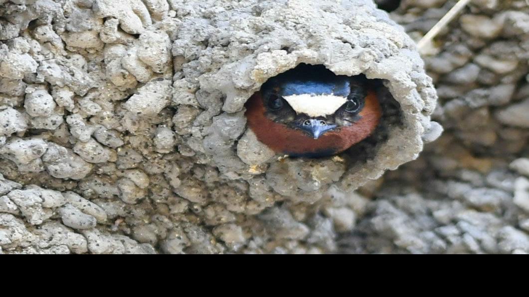 Photos Birds nest under Highway 1 bridge near Orcutt Local news