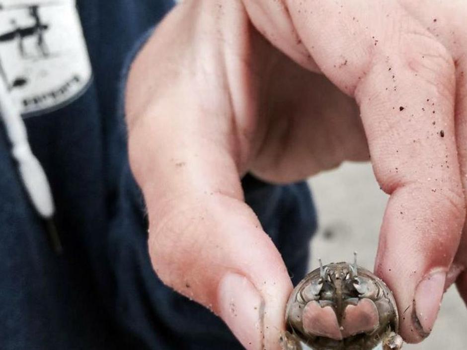 John Lindsey Finding Hundreds Of Dead Sand Crabs Really A Good Sign Columnists Syvnews Com