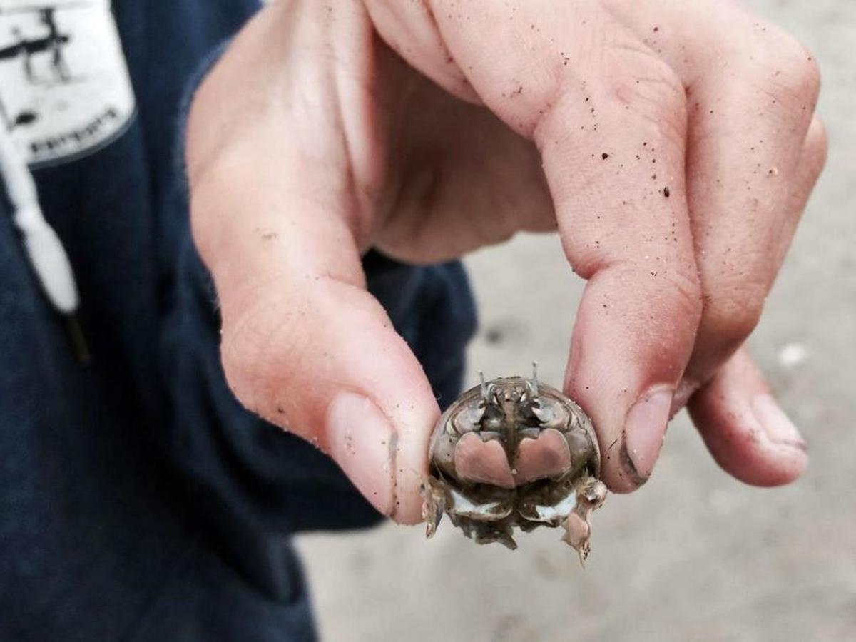 John Lindsey Finding Hundreds Of Dead Sand Crabs Really A Good Sign Columnists Syvnews Com John Lindsey Finding Hundreds Of Dead Sand Crabs Really A Good Sign Columnists Syvnews Com