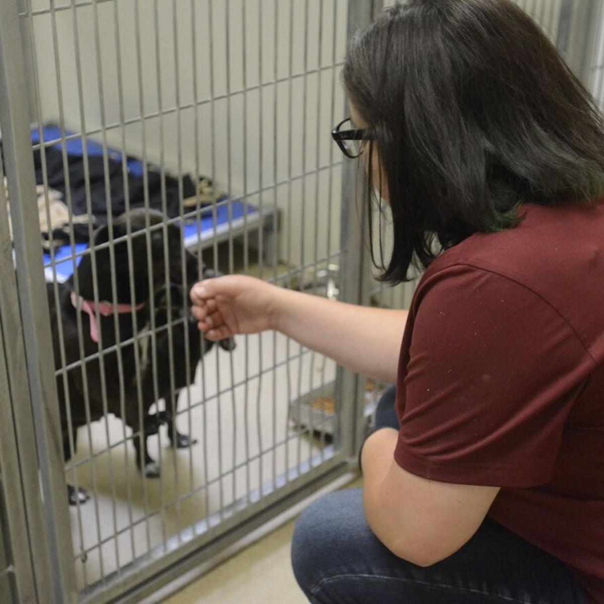 New Santa Barbara County Animal Services report compares statistics by month | Government and Politics New Santa Barbara County Animal Services report compares statistics by month | Government and Politics