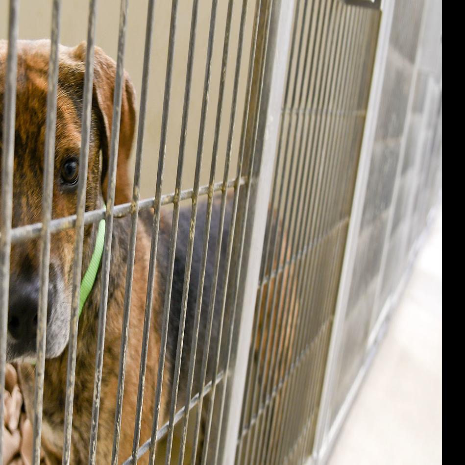 County Animal Services Sees Increase In Pet Adoptions Fosters Since Covid 19 Outbreak Local Syvnews Com