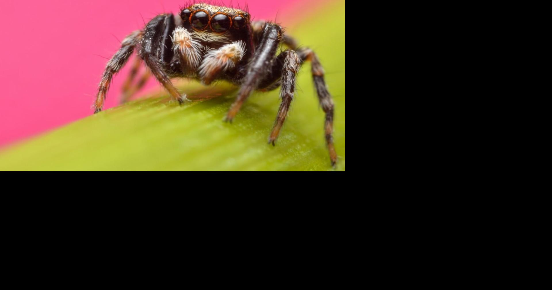 Some Spiders Mimic Ants To Avoid Being Devoured | Health, Medicine and ...