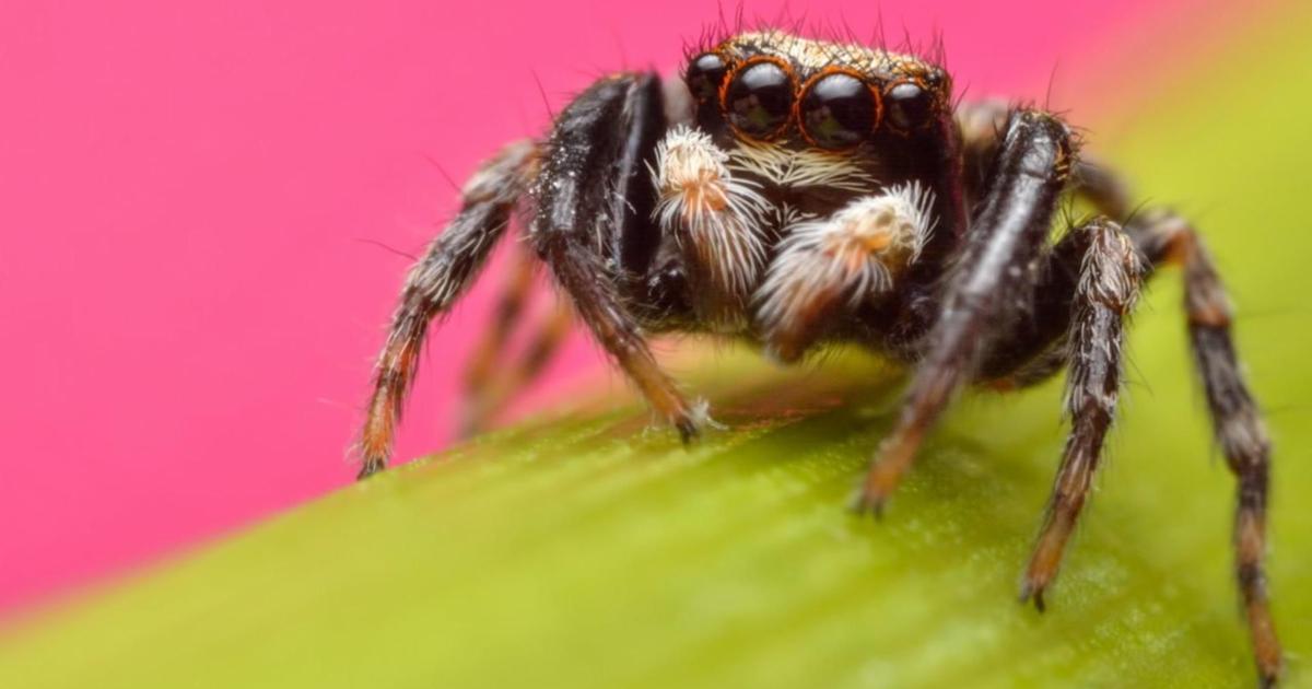 Vip Spider Some Spiders Mimic Ants To Avoid Being Devoured | Health, Medicine and ...