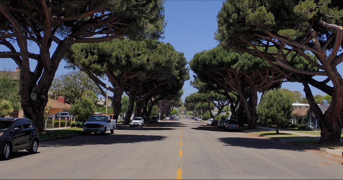 13 historic stone pine trees slated for removal in downtown Lompoc ...