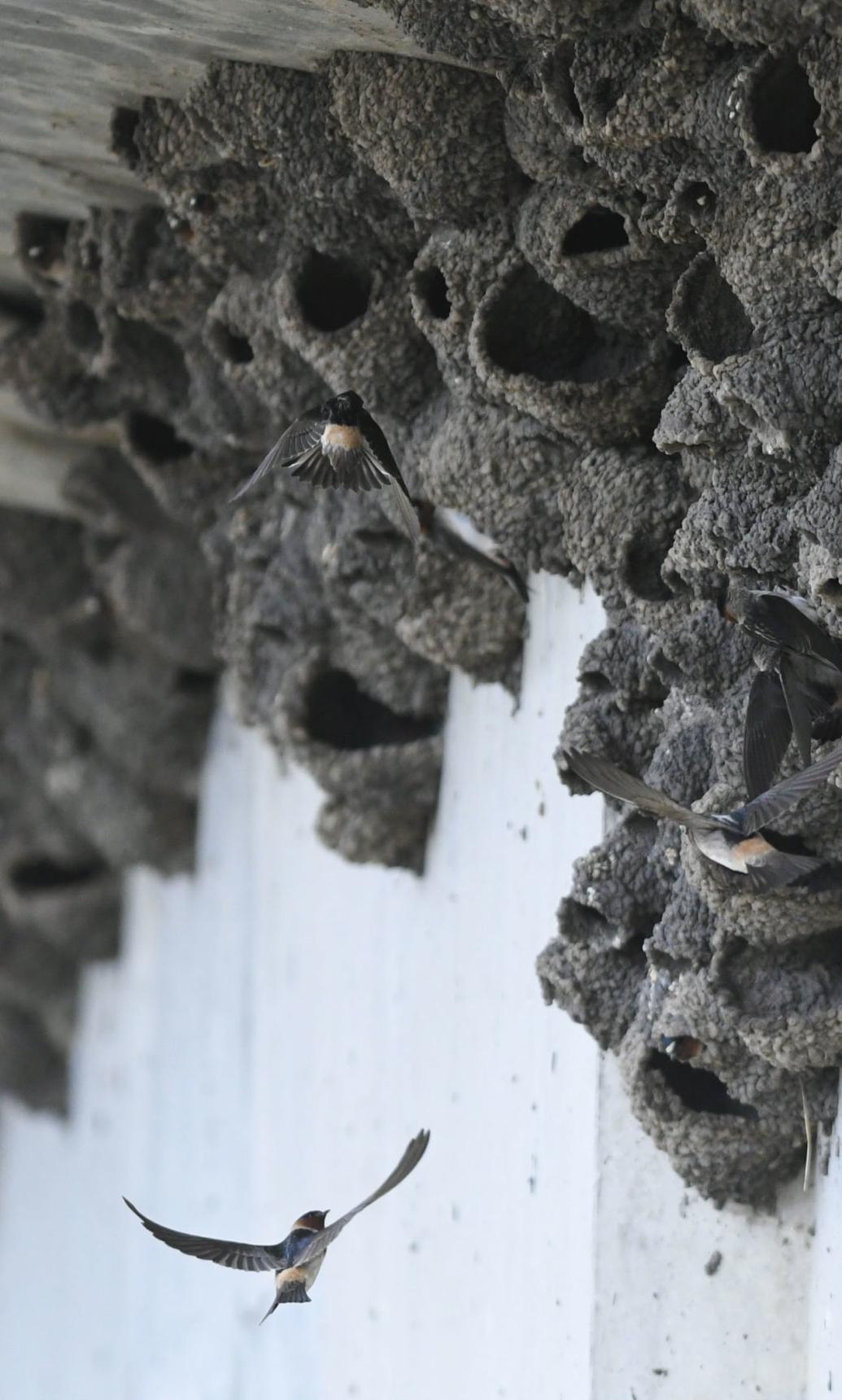 Photos Birds nest under Highway 1 bridge near Orcutt Local news