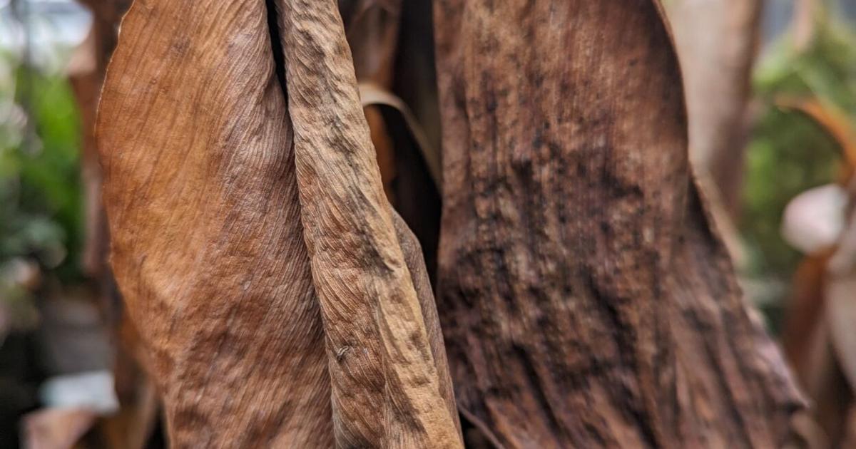 Freeze damage necessitates selective pruning | Tony Tomeo | Home & Garden Freeze damage necessitates selective pruning | Tony Tomeo | Home & Garden