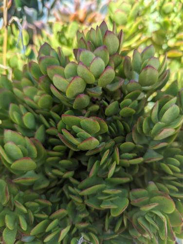 gollum plant Crassula ovata ‘Gollum’ main image 0