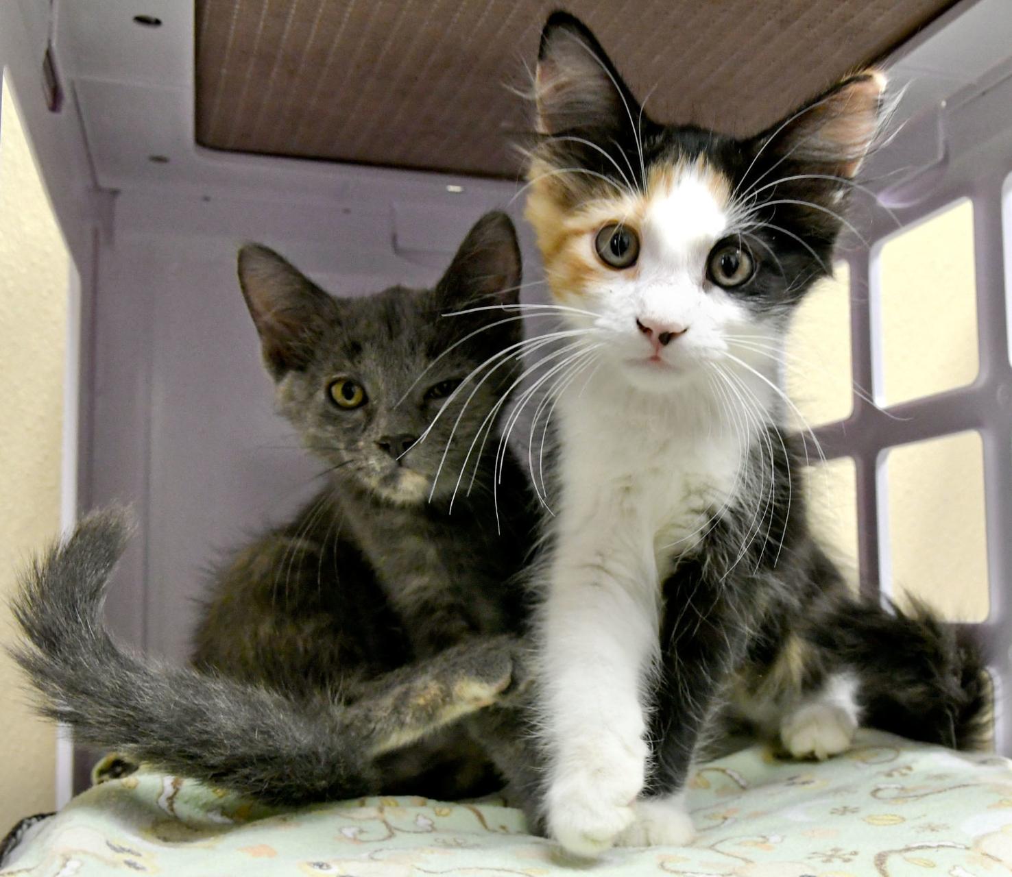 Photos SM Humane Society hopes to Clear the Shelter