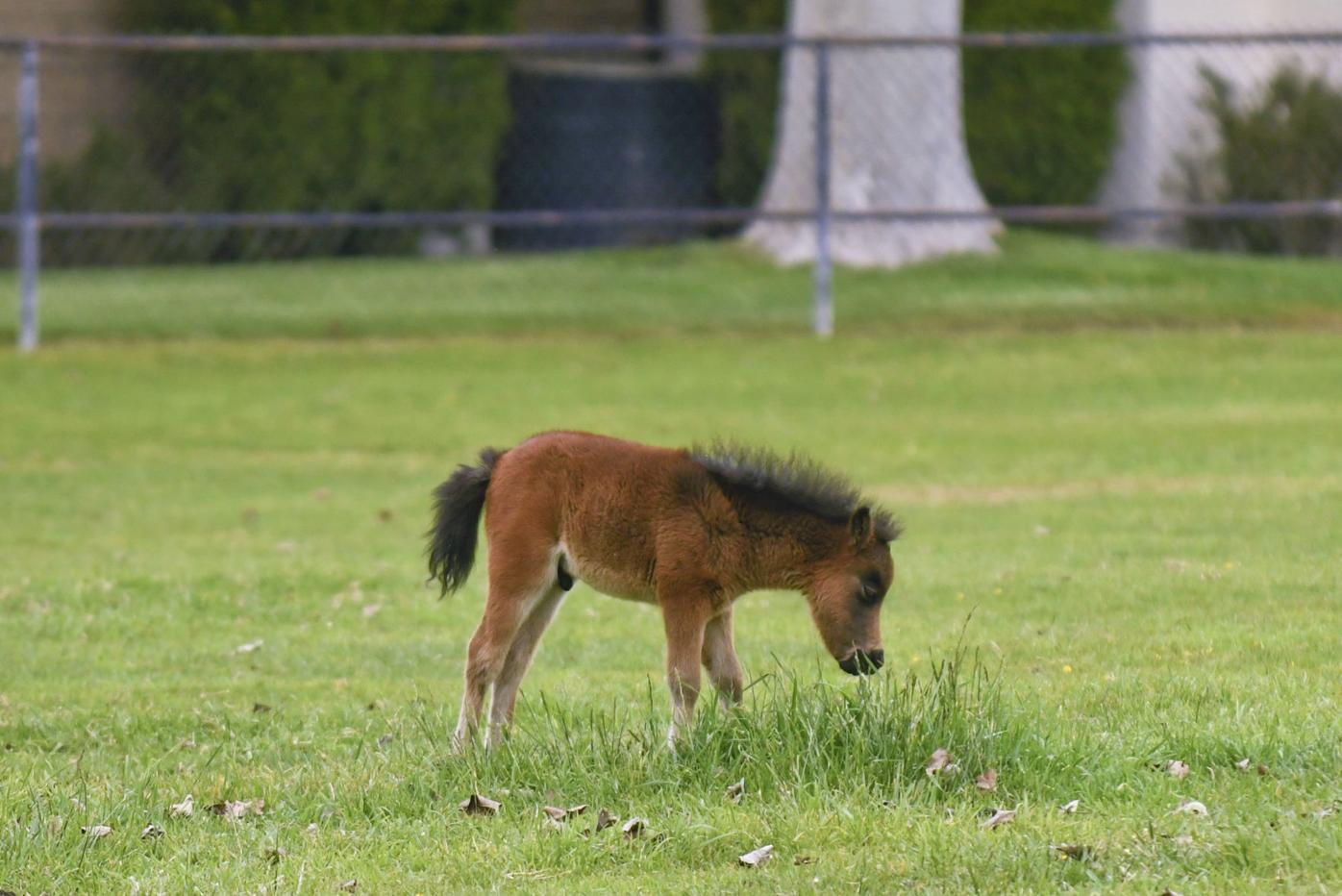 Common Gut-Related Problems in Miniature Horses: A Comprehensive Guide –  EquiNectar USA, image size:1396x932