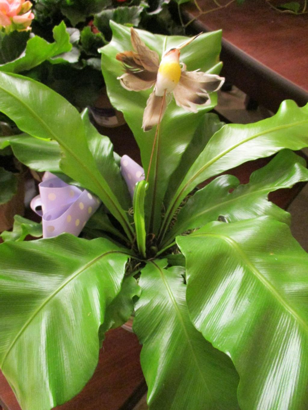 Tony Tomeo Highlight: Bird's-nest fern | Home & Garden | syvnews.com