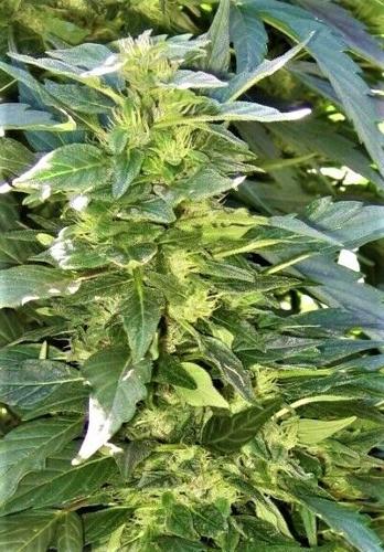 Cannabis flowers.jpg