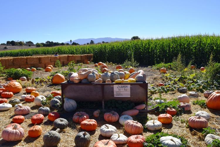 Solvang Farmer Pumpkin Patch Three generations and growing Valley