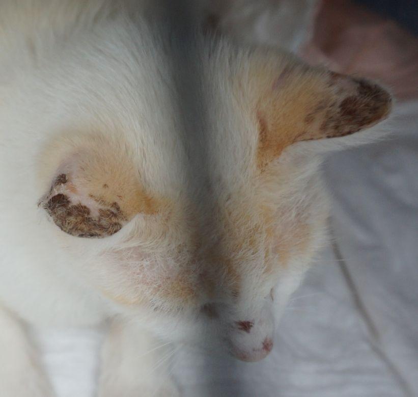 Skin cancer kills cats too Valley Life